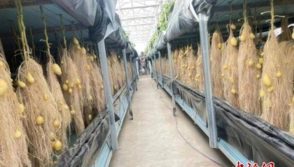 “中国薯都”核心区探秘：科技赋能“芯”动力