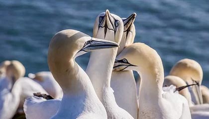 博敏电子：终止对外投资50亿元