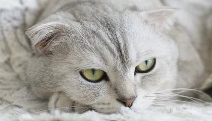 每周股票复盘：铂力特（688333）拟用7亿闲资做现金管理