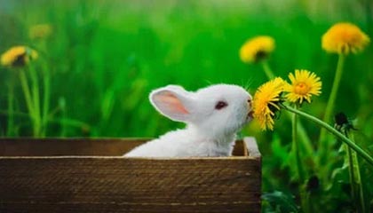 西安铂力特增材技术股份有限公司 股票交易异常波动公告